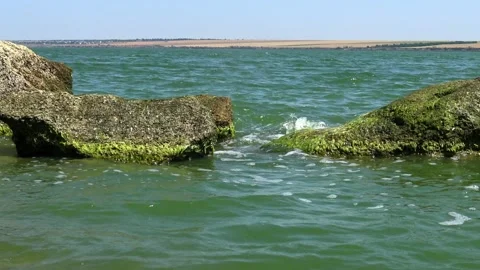 View of a lagoon with green algal bloom caused by Ulva intestinalis (synony.. Stock Footage 339904384