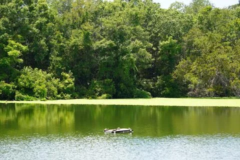 View of a lake and a background of trees with turtles Foto stock