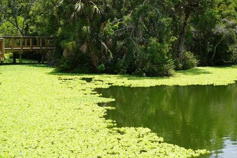 View of a lake and a background of trees and duckweec on top of water 스톡 사진