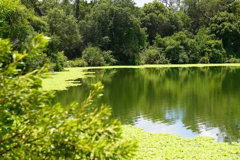 View of a lake and a background of trees and duckweec on top of water Foto stock