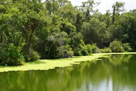 View of a lake and a background of trees and duckweec on top of water Foto stock