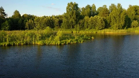View of lake and trees and plants on horizon Video stock 117296687