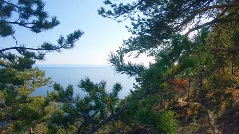 View of lake Baikal, opening through the branches of coniferous trees Stock Footage 124261848