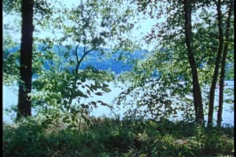 View of lake behind trees Stock-Footage 11357100