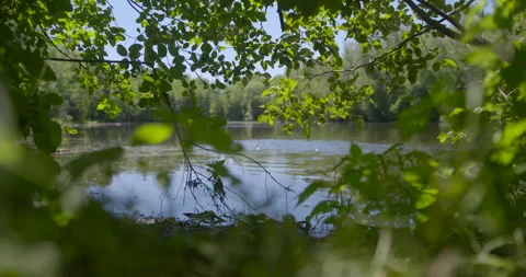 View of the lake between the branches / Wide focus on branch Stock Footage 130909551