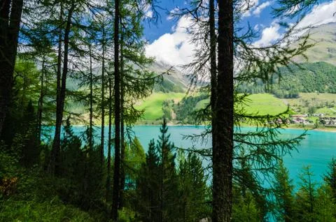 View of the lake between the trees in val senales. Stock Photos