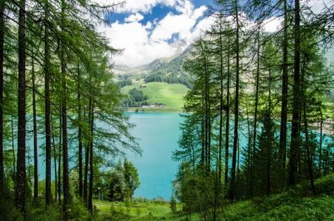 View of the lake between the trees in val senales. Stock Photos