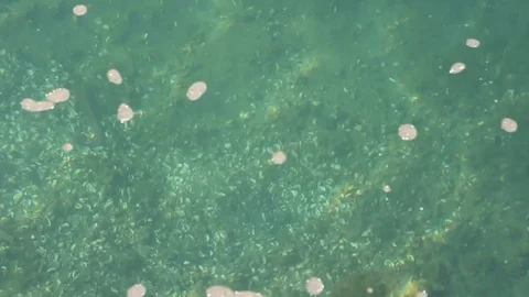 A view of a lake bottom through slightly moving green clear water Video stock 119892349