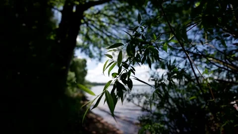 View of the lake with a green forest along the shore, calm water and clear sky Vídeos de archivo 282999645