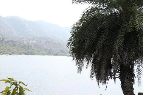 View of lake with green tree. Stock Photos