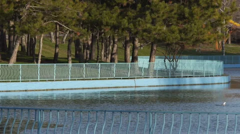 View of the lake with its swans blasts off the water Stock Footage 63302023