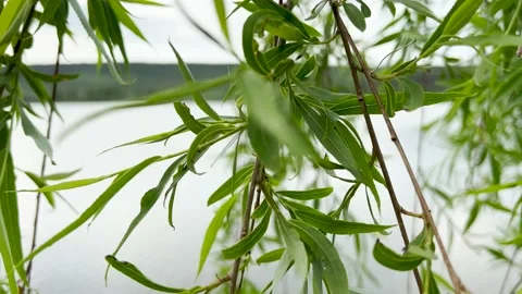 View of the lake from the leaves of a tree Stock Footage 197457953