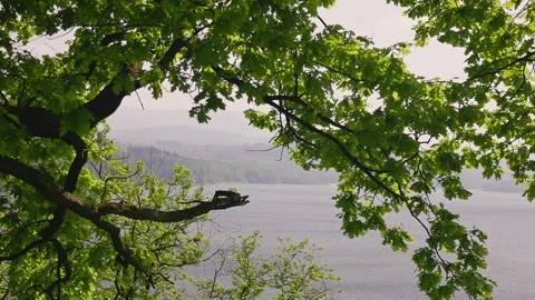 A view of the lake near tree Stock Footage 289019170