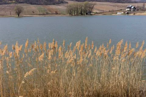 View with a lake. Stock Photos