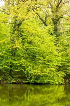 View of a lake with reflection of trees Stock Photos