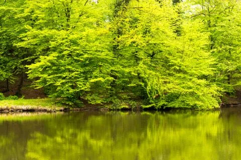 View of a lake with reflection of trees Stock Photos