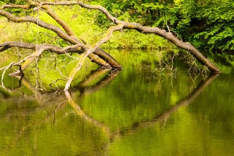 View of a lake with reflection of trees Stock Photos