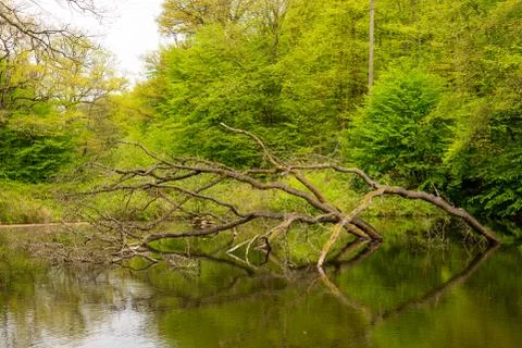 View of a lake with reflection of trees Stock Photos