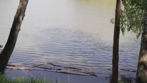 View of the lake from the shore 库存影片 87827004