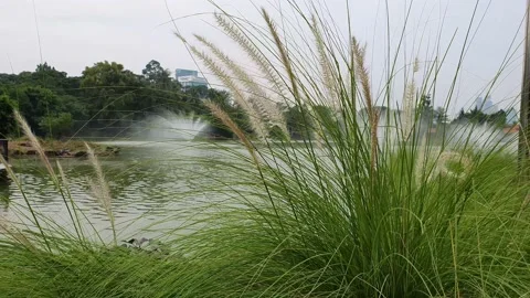 View of lake side at the park Stock Footage 225890827