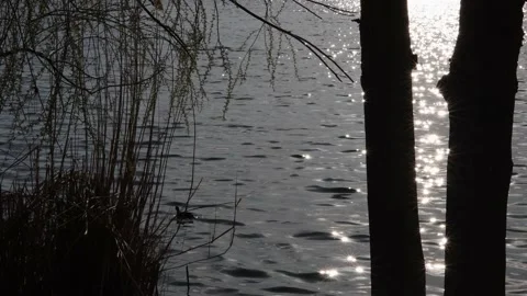 View of a lake at sunset Video stock 182870227