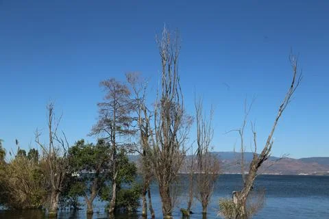 The view of the lake surface, with several dead trees growing on both sides.. Stock Photos