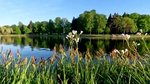 View of the lake surface through flowers and grass. Vídeos de archivo 277585658