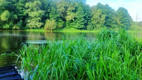 View of a lake surrounded by grass and trees during a sunny day in a natural set Stock Footage 327216863