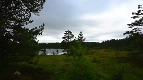 View of a lake surrounded by trees and grasses at twilight in Norway Stock Footage 340209928