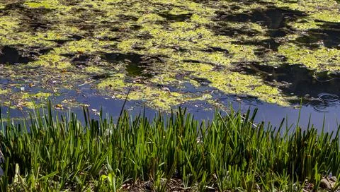 A view of a lake surrounded by trees and rich vegetation under the clear sky Stock Photos