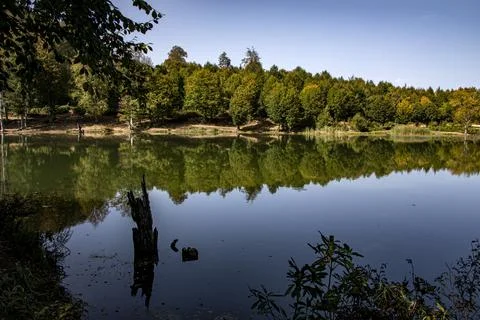 A view of a lake surrounded by trees and rich vegetation under the clear sky Stock Photos