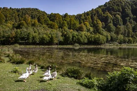 A view of a lake surrounded by trees and rich vegetation under the clear sky Stock Photos