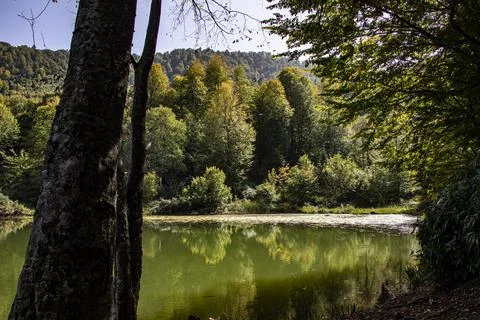 A view of a lake surrounded by trees and rich vegetation under the clear sky Stock Photos