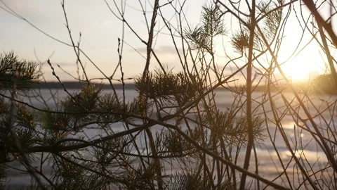 View of the lake through the branches Stock Footage 90512883