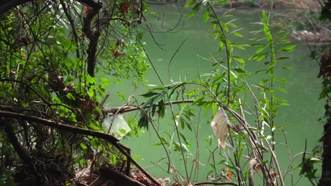 View of the lake through the bushes, on the branches of which hang plastic bags Stock Footage 231169638