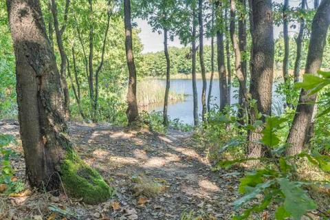 View of the lake through the forest Foto stock