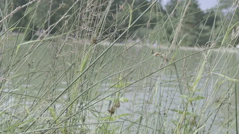 View of the lake through the grass Stock Footage 160141220