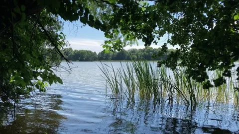 View of lake through green branches of tree Stock Footage 157924154
