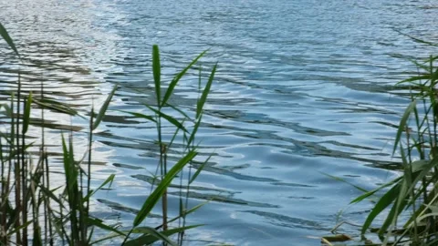 View of the lake through the reeds. Waves. Rest and relaxation. Sounds of Nature Stock Footage 131911547