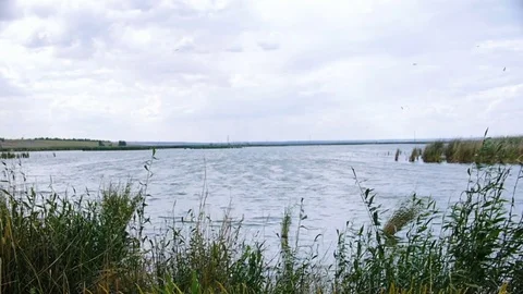 A view of the lake through thickets of reeds. Stock Footage 77680404