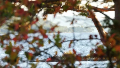 View of the lake through tree branches. Stock Footage 293171852