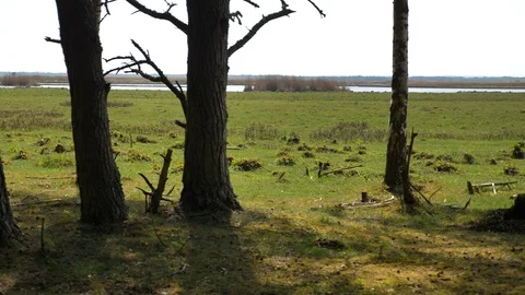 View of the lake through the trees 動画素材 108533795