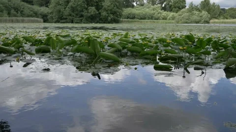 View of the lake from the tree branches Video stock 133739000