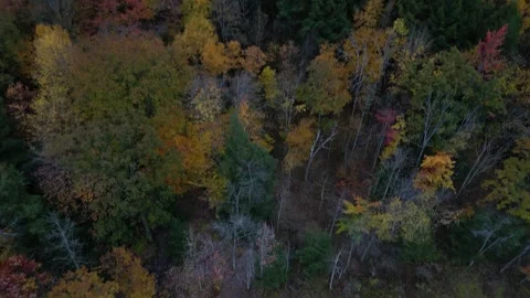 View of lake, trees (panning shot from down to up) autumn leaves, changing color Stock Footage 255407825