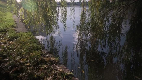 View of the lake from under the branches of a weeping willow. Vídeos de archivo 143079059
