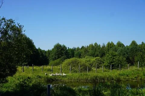 View of the lake with water between the trunks of trees for breeding and rearing Foto stock