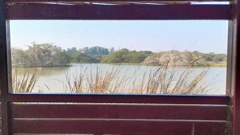 View of the lake from a window with trees in the lake having migrated birds Stock-Fotos