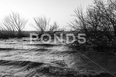 View of a lake on a windy day, with skeletal trees and water wav Stock Photos