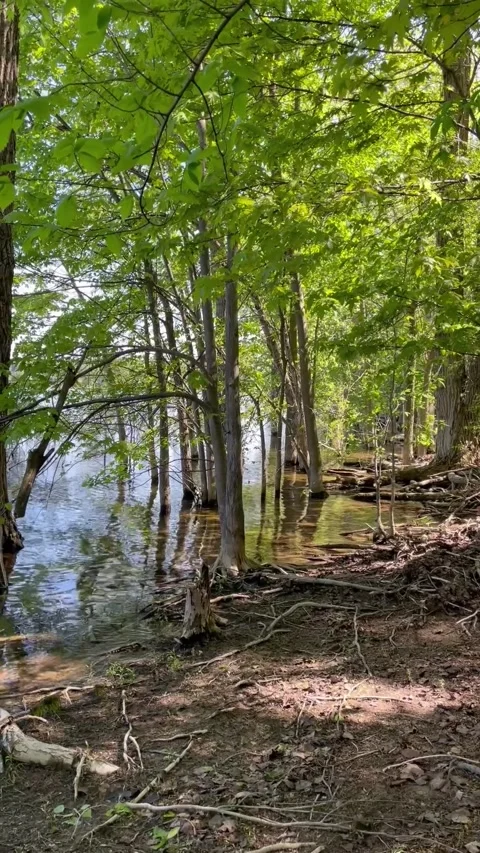 View of lake in wooded path Vídeo Stock 325121042