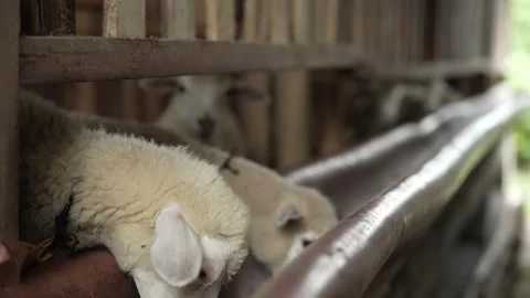 View of a lamb's head out eating Stock Footage 263699995
